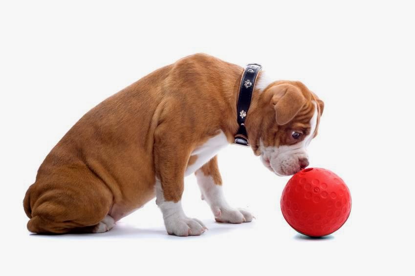 Dabney Drive Animal Hospital - Henderson , United States