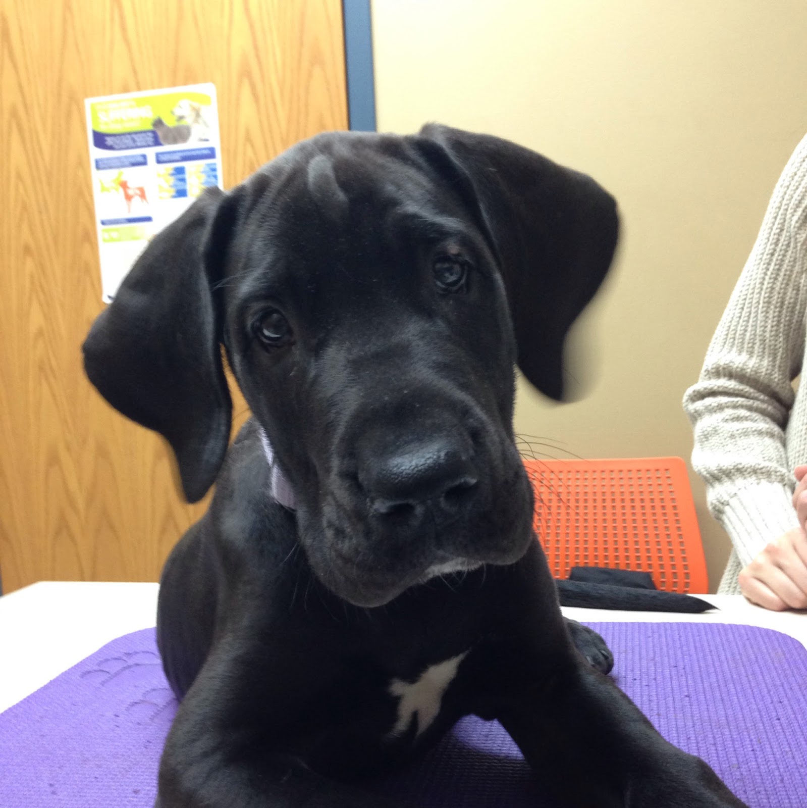 Best Care Pet Hospital - Omaha , United States