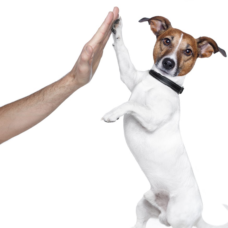 Predmore Veterinary Clinic - Eyota , United States