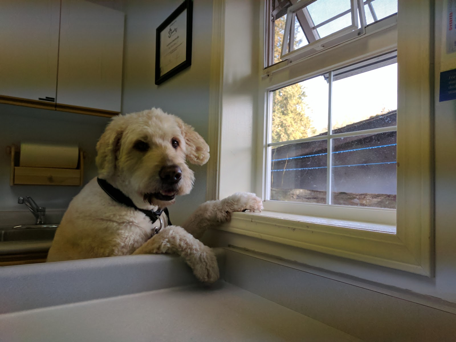 Saseenos Veterinary Services 1997 - Sooke , Canada