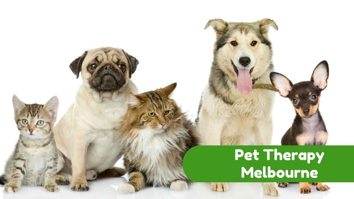 East West Veterinary Group - Bentleigh , Australia
