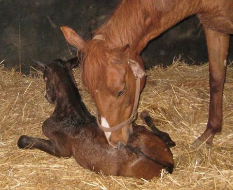 Total Equine Veterinary Services - Langley Twp , Canada