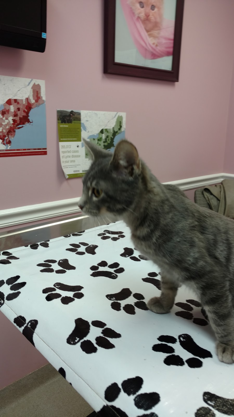 Bradys Run Veterinary Hospital - New Brighton , United States