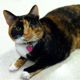 Harpeth Hills Animal Hospital - Nashville , United States