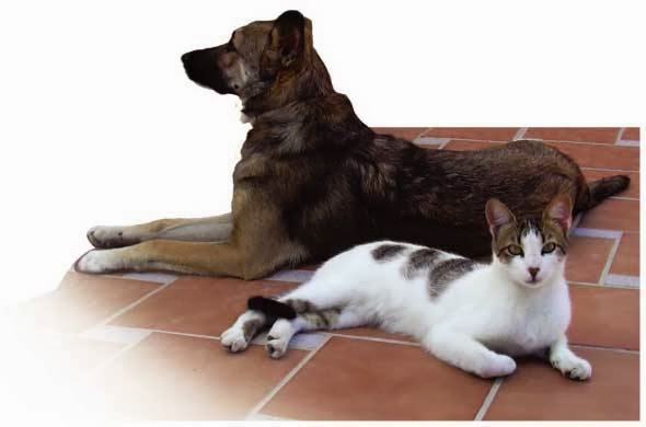 Straid Veterinary Clinic - Beaconsfield , United Kingdom
