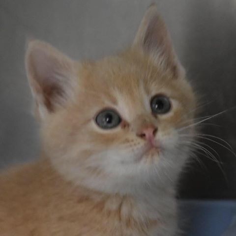 Demanes Animal Hospital - Peoria , United States