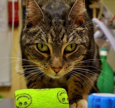 Woollahra Veterinary Hospital - Woollahra , Australia