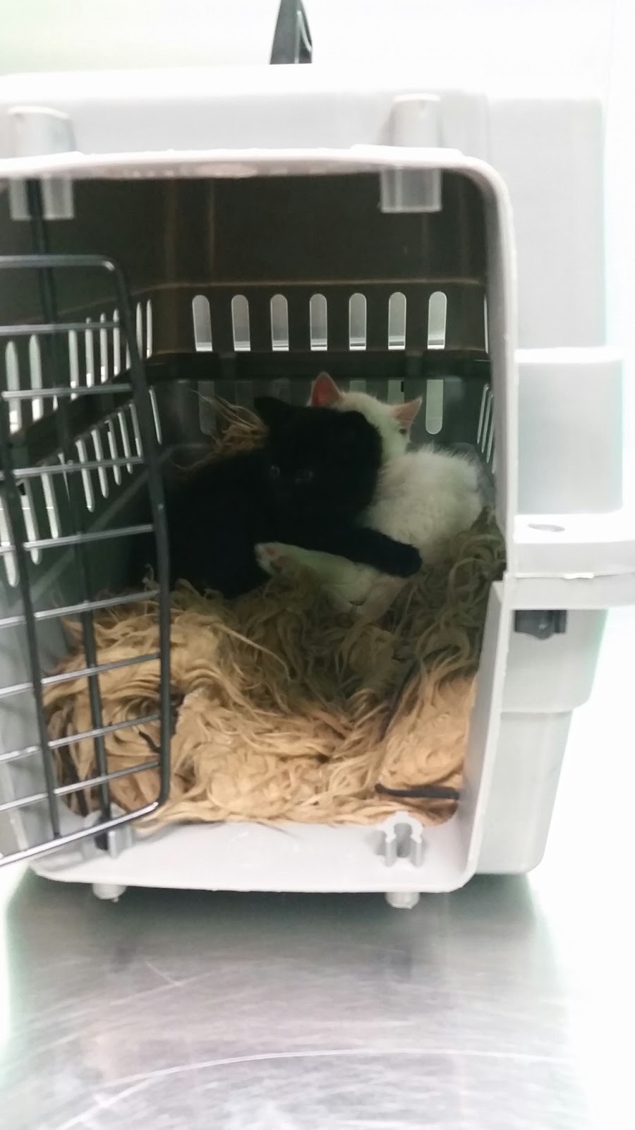 Williamsburg Animal Clinic - Brooklyn , United States
