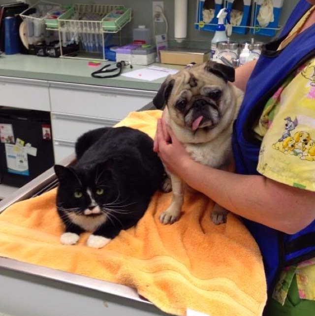 Advanced Care Animal Clinic - Arlington , United States