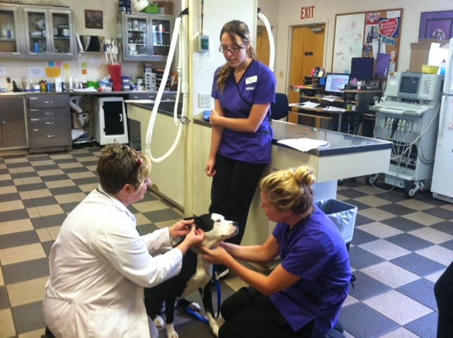 Vca Sinking Spring Animal Hospital - Sinking Spring , United States