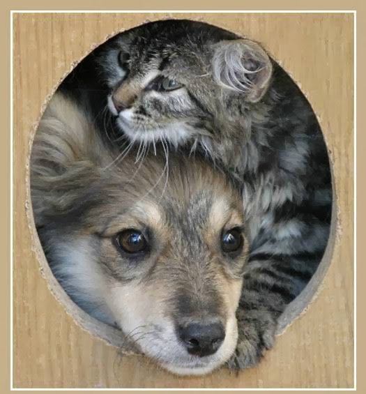 Hespeler Animal Hospital - Cambridge , Canada