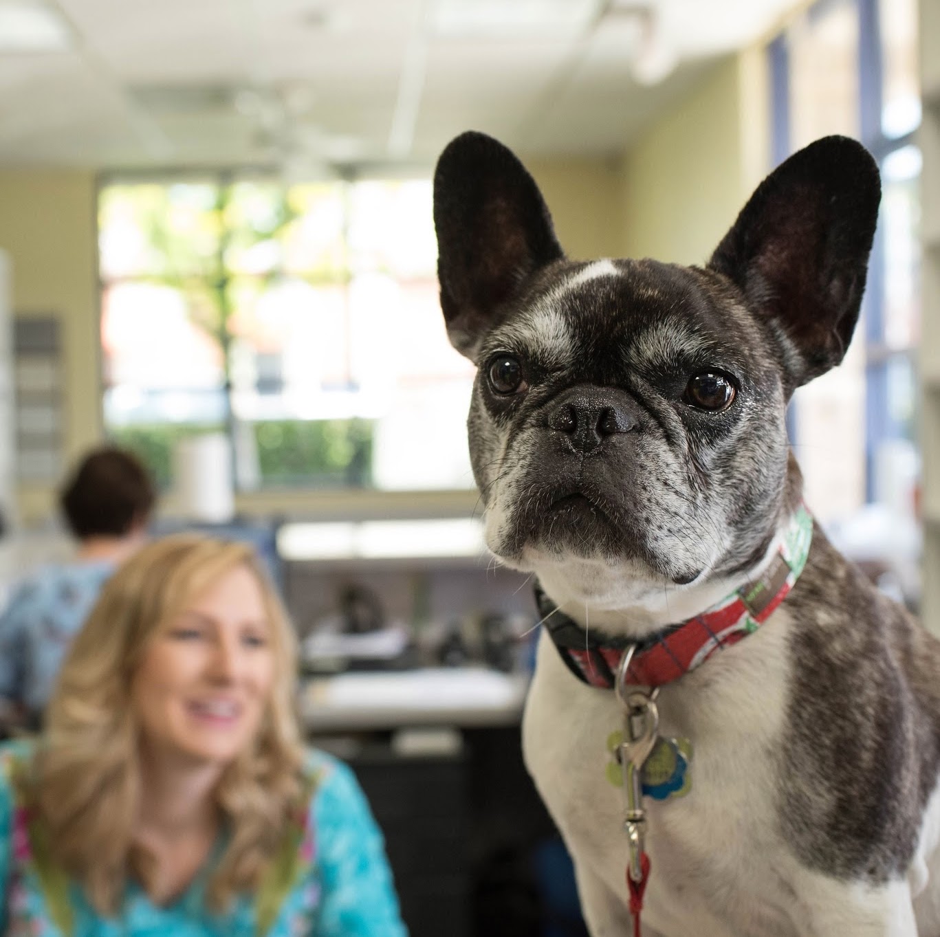 Care Animal Hospital - Temecula , United States