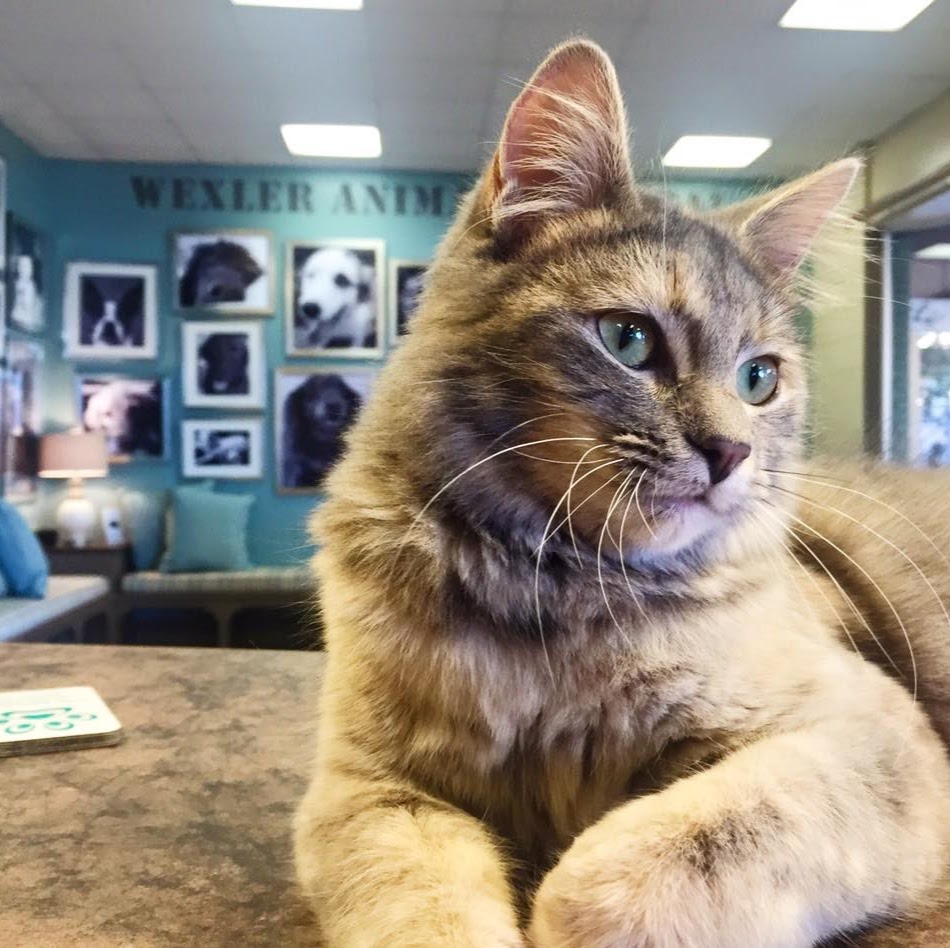 Wexler Toby Veterinarian - Lafayette , United States