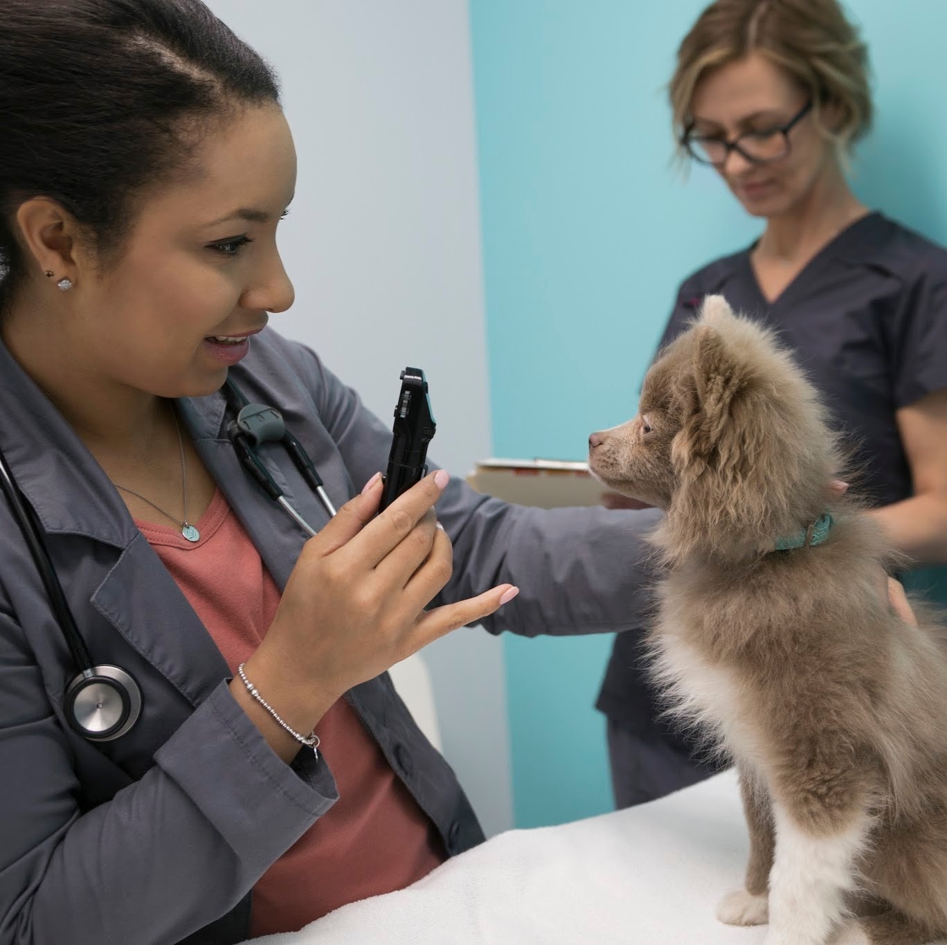 Nolan Hill Veterinary Hospital - Calgary , Canada