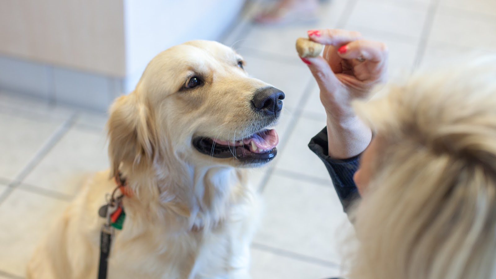 1St Pet Veterinary Centers Chandler - Chandler , United States