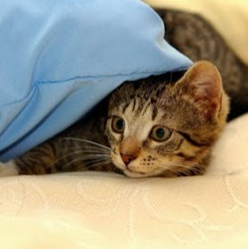 Moonee Central Vet - Moonee Ponds , Australia
