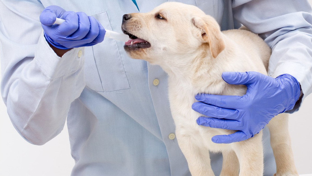 Southwind Veterinary Hospital - Nampa , United States