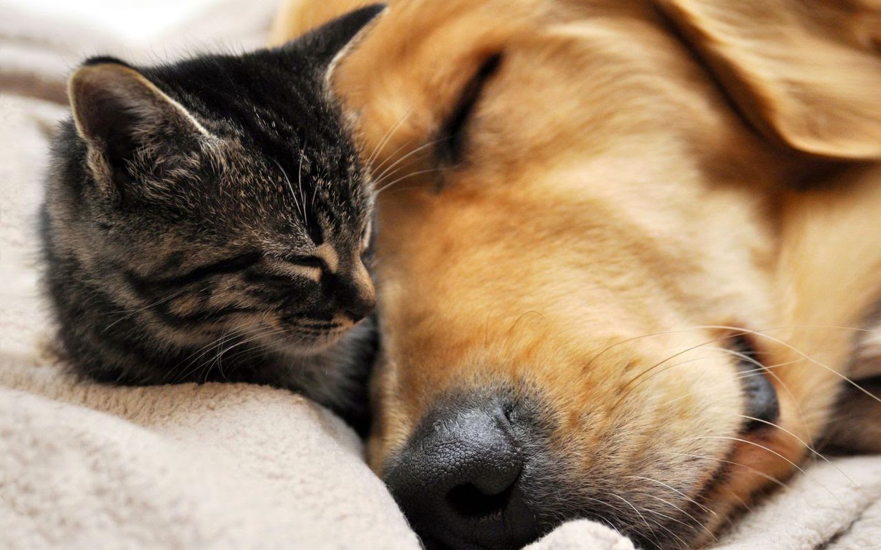 Lakeview Veterinary Hospital - Randleman , United States