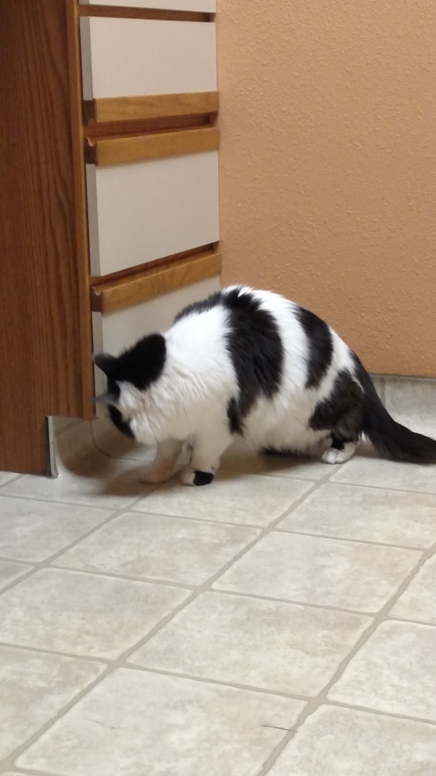 Briargate Boulevard Animal Hospital - Colorado Springs , United States