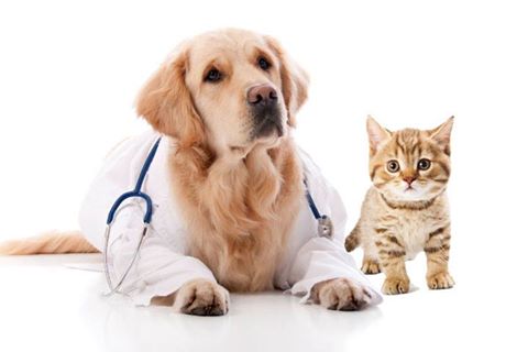 Northwest Animal Hospital - Boise , United States