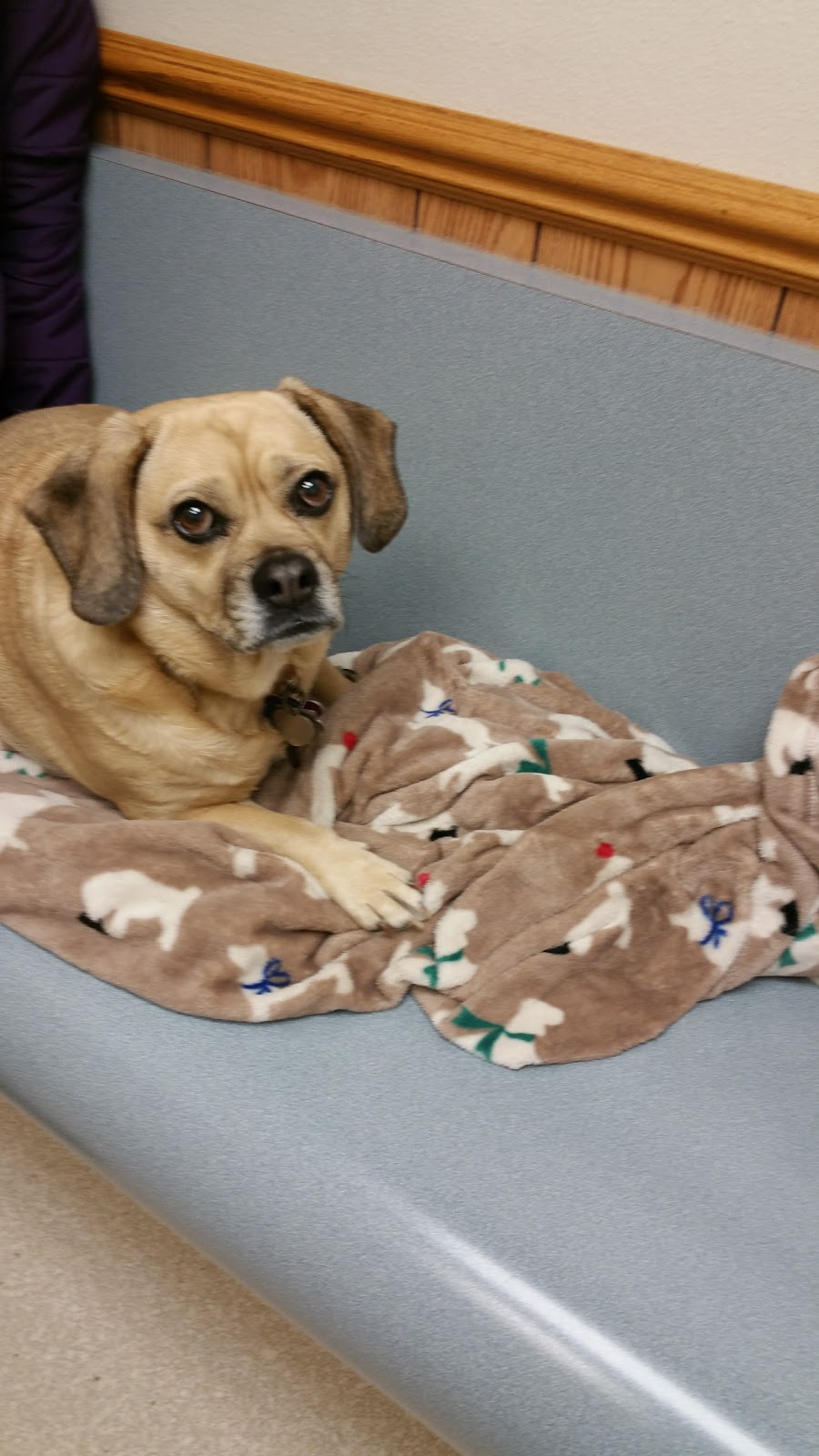 High Point Animal Hospital - Whitehouse , United States
