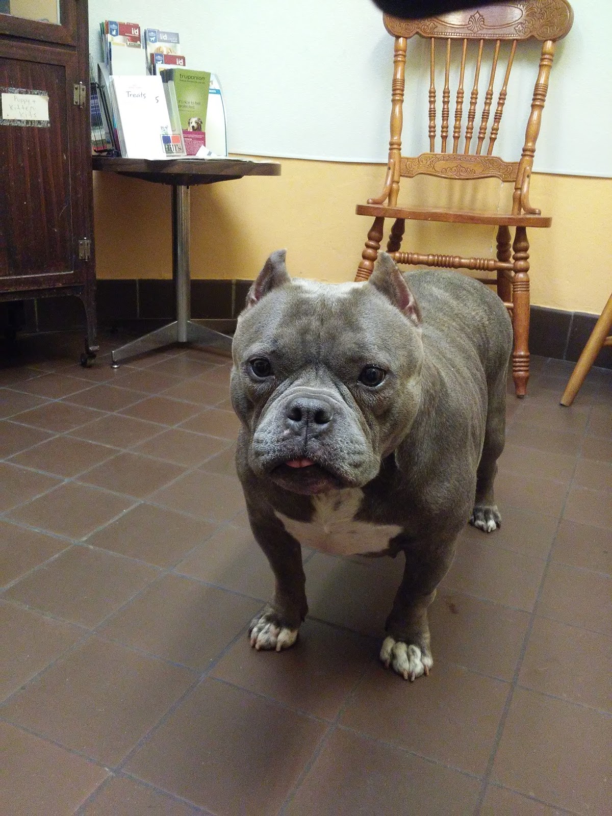 West Haven Animal Clinic - West Haven , United States
