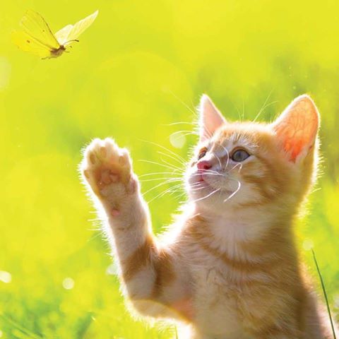 Middlesex Animal Hospital - Reading , United States
