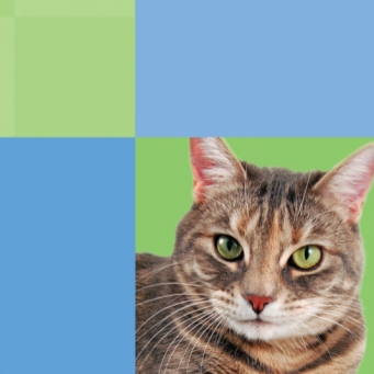 Broad River Animal Hospital - Norwalk , United States
