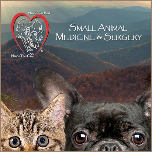 Small Animal Medicine And Surgery - Salisbury , United States