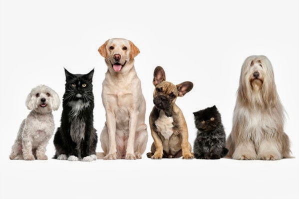 Abington Animal Hospital - Abington , United States
