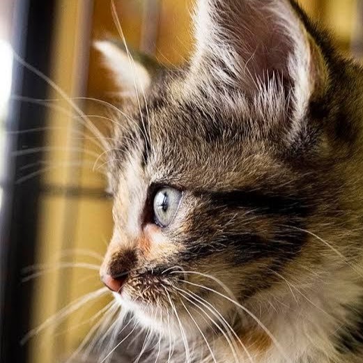 Feline Limited Cat Clinic - Tucson , United States