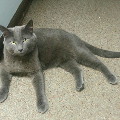 Anthony Animal Clinic - Fort Wayne , United States