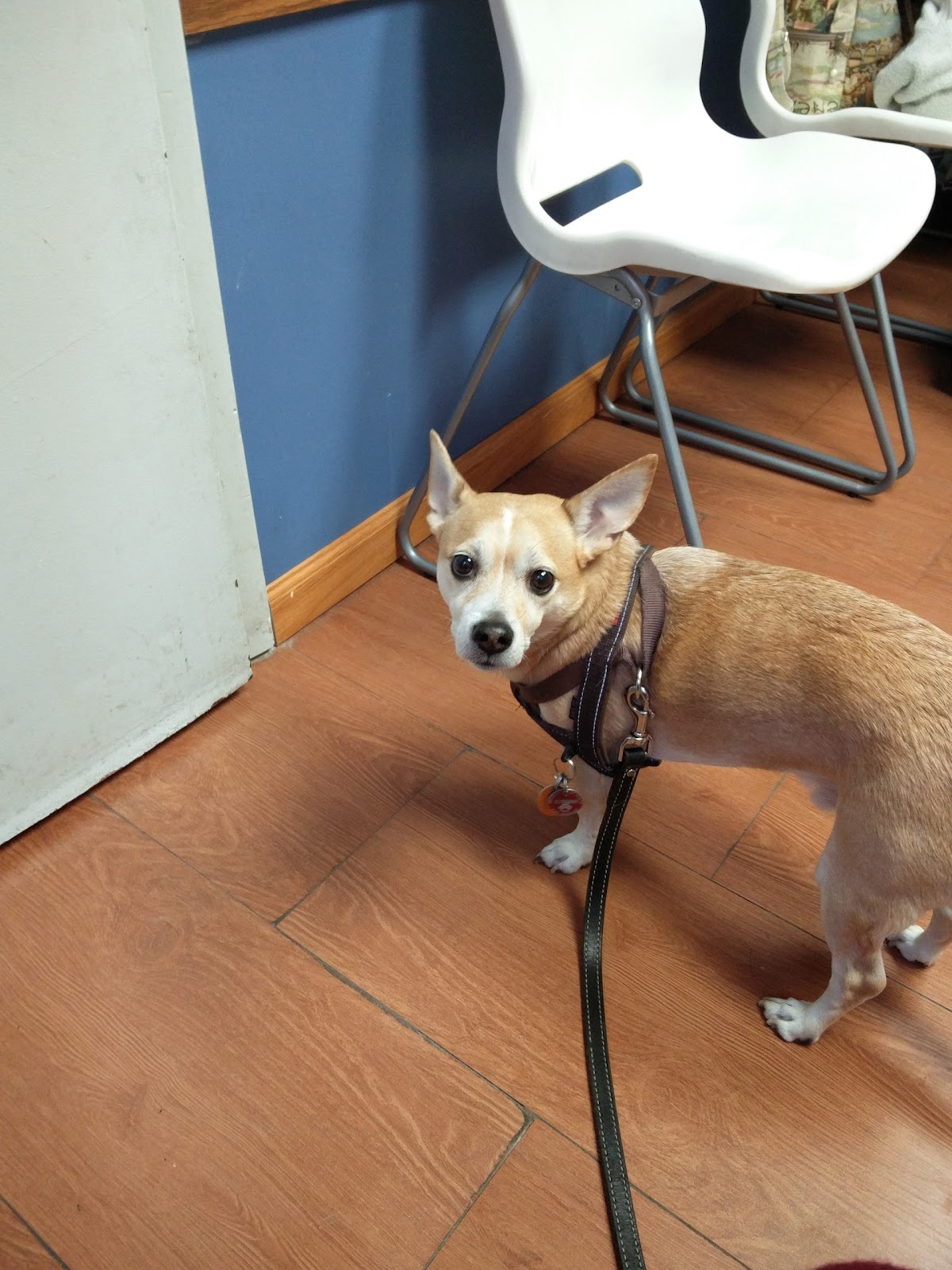 Queens Animal Hospital - Queens , United States