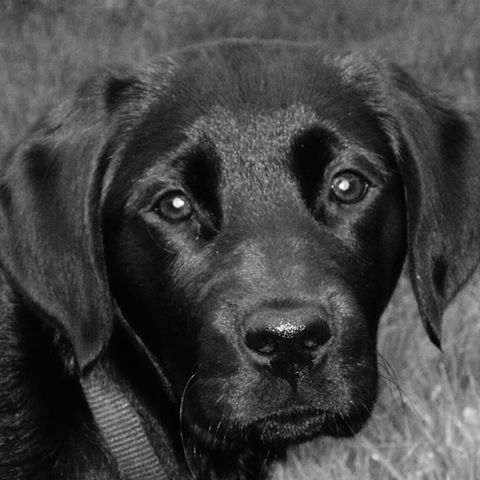 Meridian Park Veterinary Hospital - Tualatin , United States