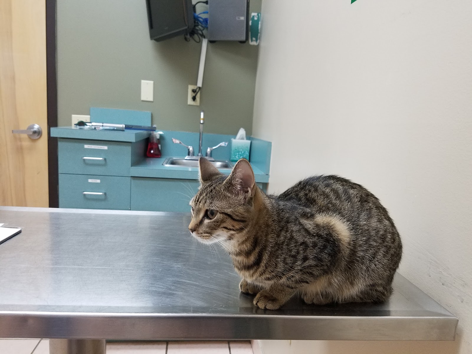 Luv N Care Animal Hospital - Longwood , United States