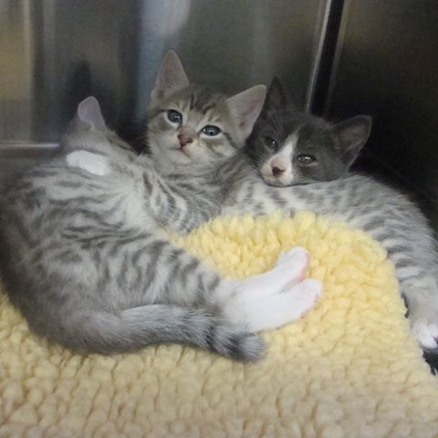Duncan Animal Hospital - Duncan , Canada