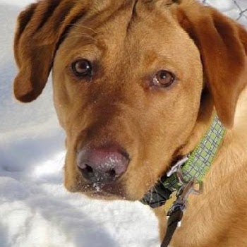 Fleur Pet Hospital - Des Moines , United States