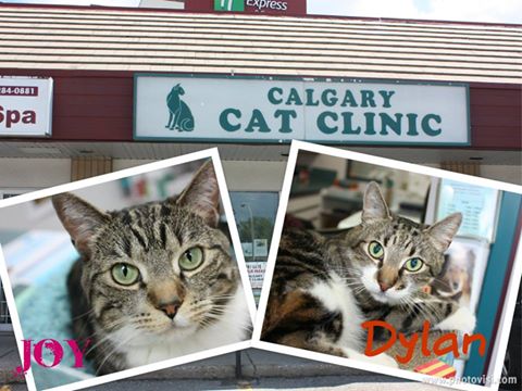 Calgary Cat Clinic - Calgary , Canada