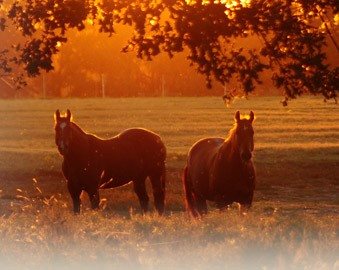 Interstate Veterinary Clinic - Brandon , United States