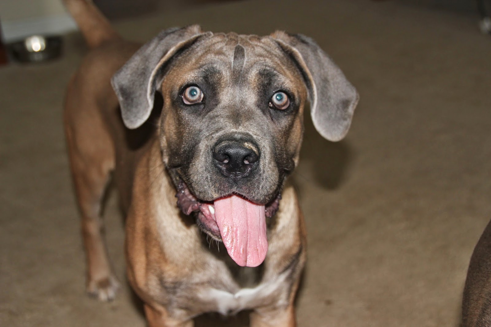Al-Lynn Animal Hospital - Temple Hills , United States