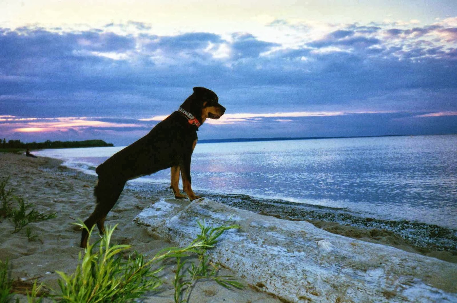 Blue Sky Animal Hospital - Wyoming , United States