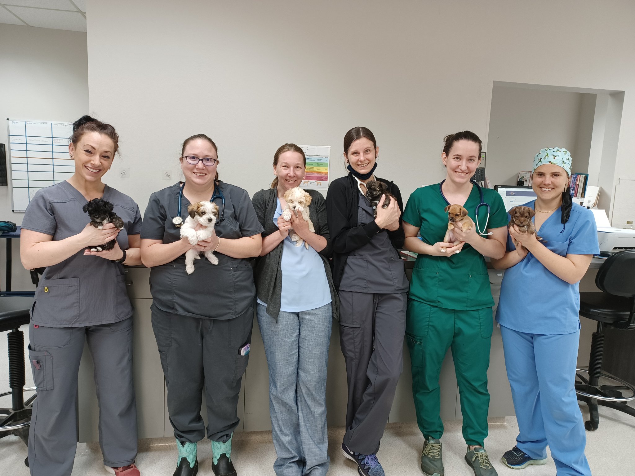 Clackamas Pet Clinic - Clackamas , United States