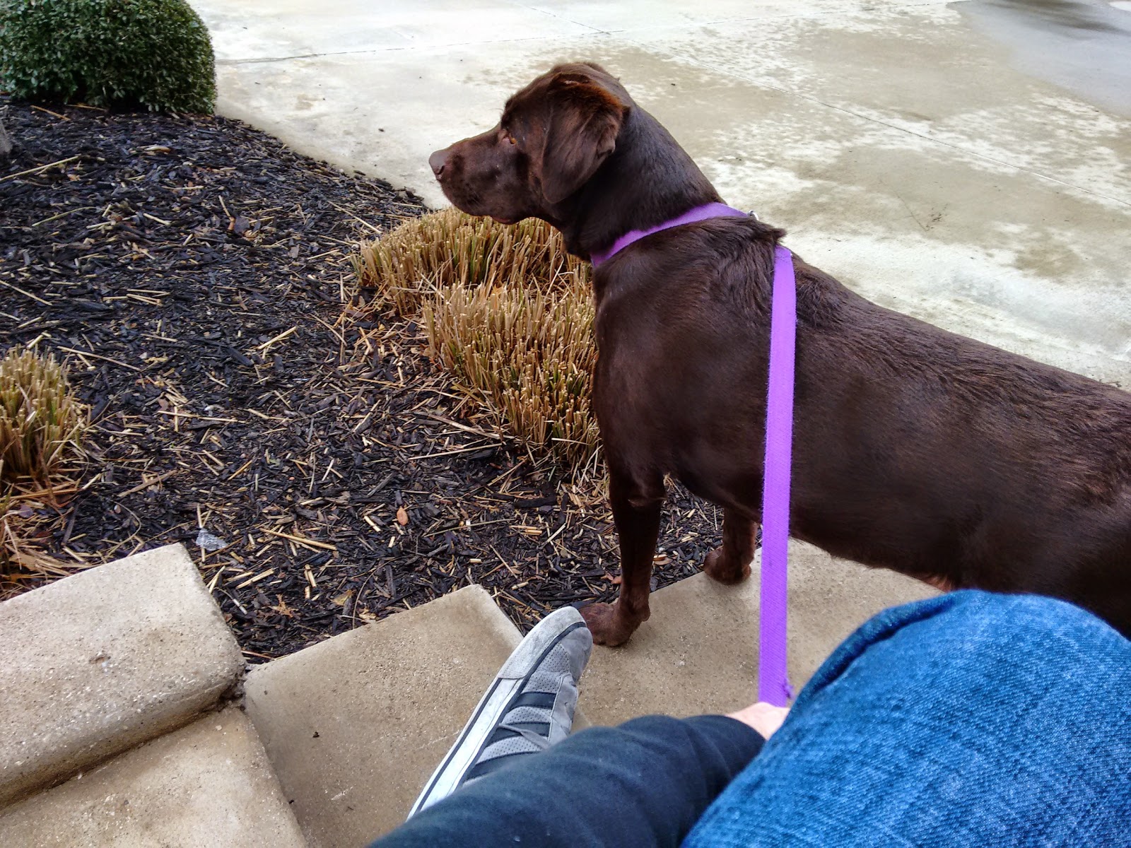 Brown Trail Animal Hospital - Bedford , United States