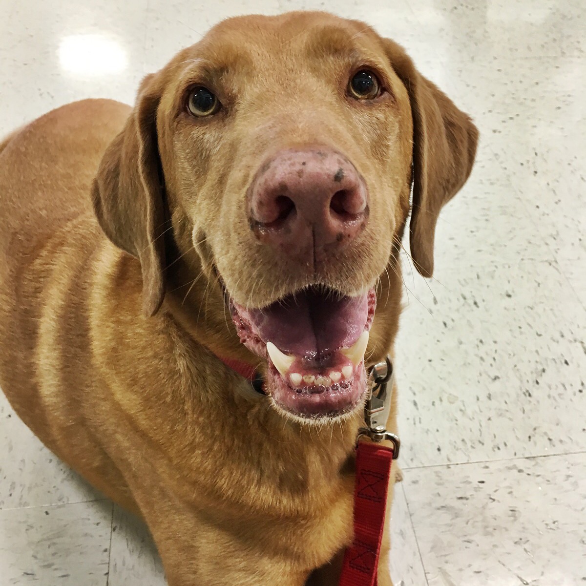 Banfield Pet Hospital - Garland , United States