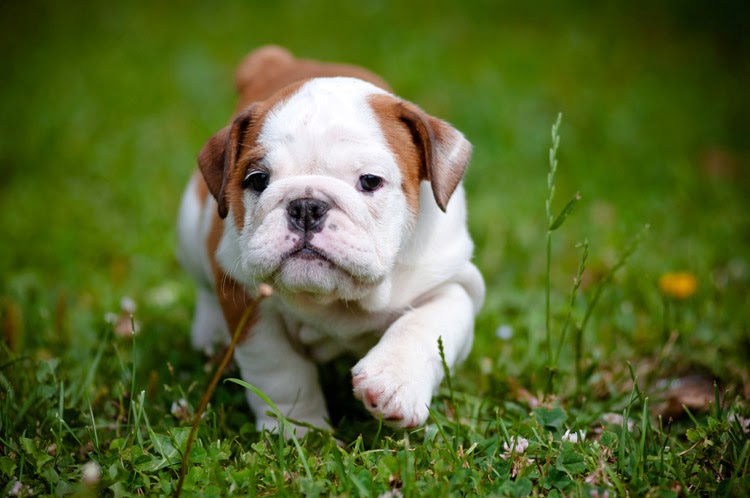 Crossroads Animal Hospital - Burnsville , United States