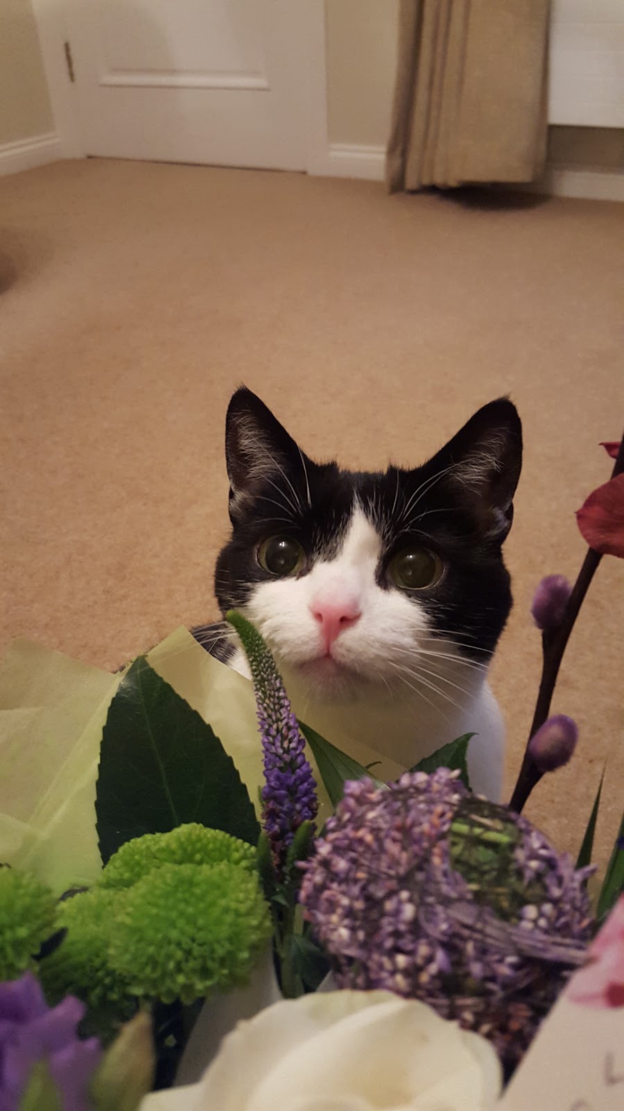 Vets4Pets Sunderland - Sunderland , United Kingdom