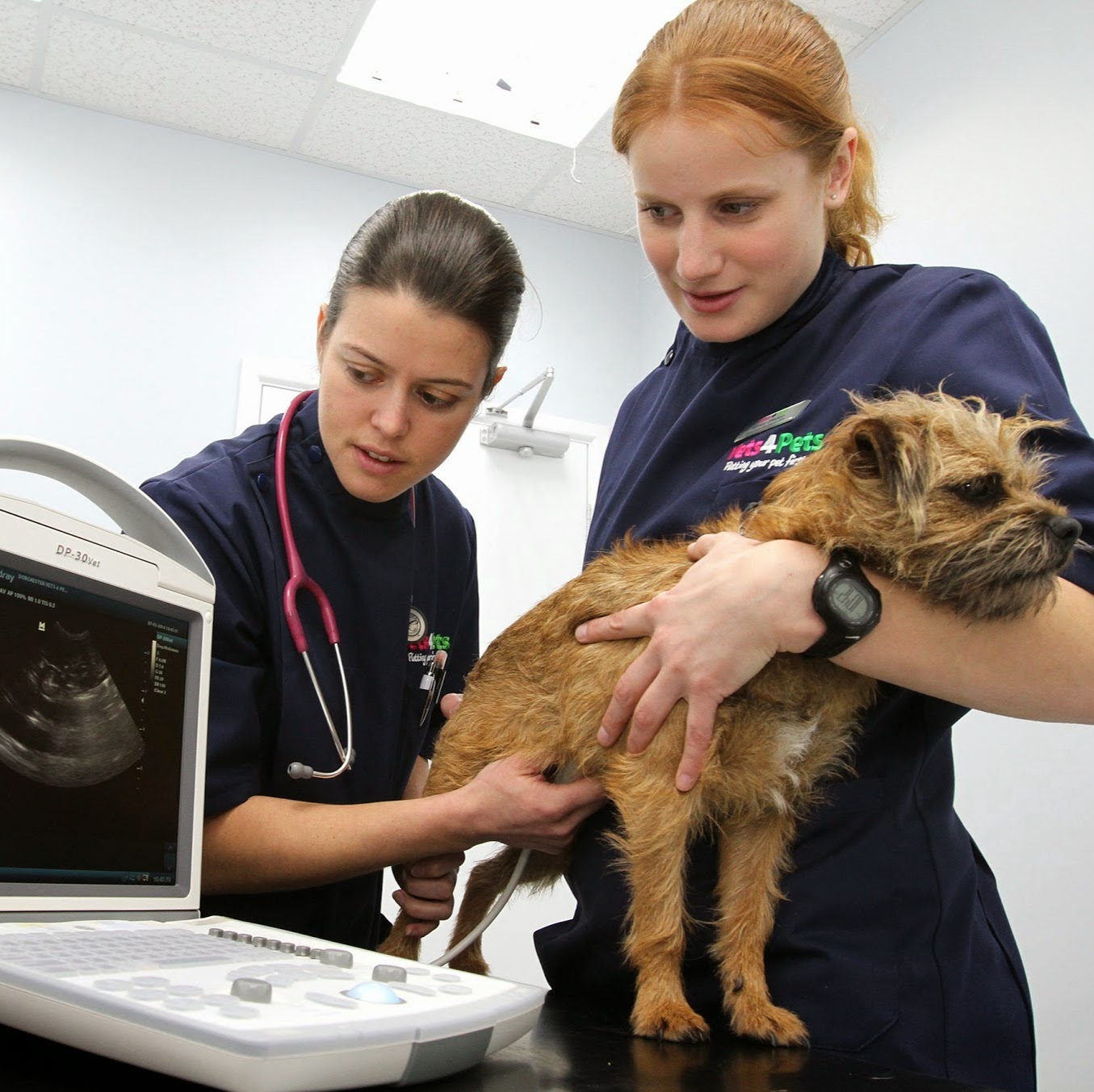 Vets For Pets Weymouth - Weymouth , United Kingdom
