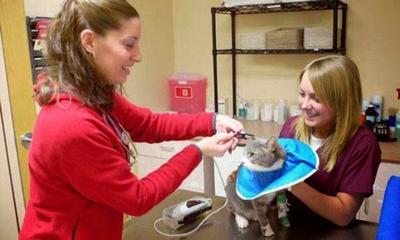 Katonah bedford best sale veterinary hospital