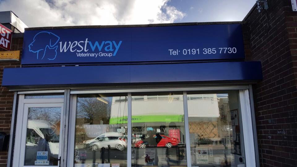 Easy Vets - Houghton le Spring , United Kingdom