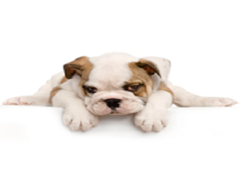 Angies Pet Spa And Supplies - Pembroke Pines , United States